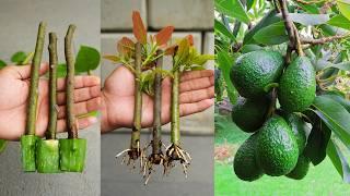 How to GrowAvocado Trees from Cuttings Step-by-Step Guide!