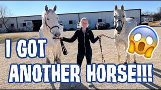 I GOT A NEW HORSE?! CATCHER'S RETIRED?! BARN VLOG!!!