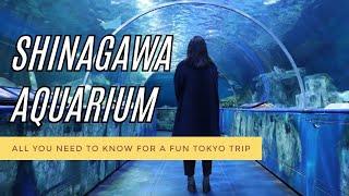 Shinagawa Aquarium: All You Need to Know for a Fun Tokyo Trip