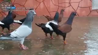 سهرة حمام للصبابة والصلاة على رسول الله  Oiseaux पक्षी  Birds Guvercinler kuşlar pigeons