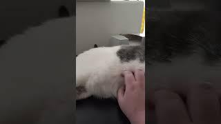Frosty the Cat took over the stream