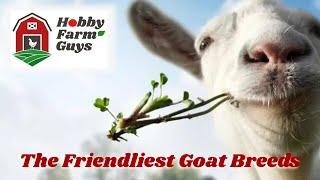 The Friendliest Goat Breeds for Your Farm!