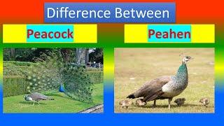 Difference Between Peacock and Peahen