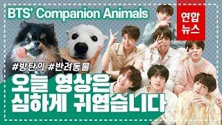 [ENG SUB] '주인 똑닮은' BTS의 반려동물은 누구? About BTS' Companion Animals / 연합뉴스 (Yonhapnews)