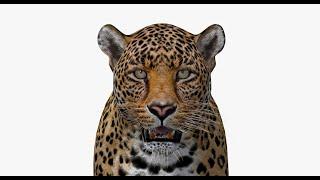 Leopard Animal 3D Model for Download | @PROmax3D