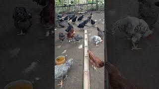 Rhode island chicken#layingeggs #freerangechickenfarming #plslikesubscribe