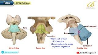 Gross Anatomy of Pons with Real Cadaveric Images & Detailed Cross-Sectional Anatomy / MBBS & NEET PG