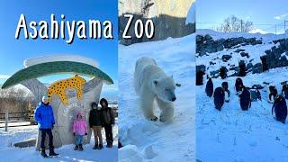 Spectacular ASAHIYAMA ZOO in Asahikawa in Winter - Hokkaido Japan