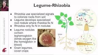 Can we replace synthetic nitrogen with microbes? Maren Friesen | Washington State University