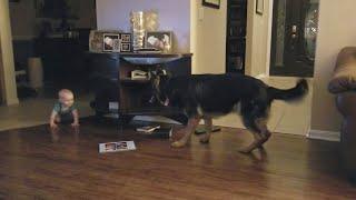 German Shepherd And Baby Play Chase Together