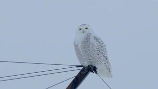 Rare snowy owl sightings in Pennsylvania