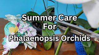 Post bloom summer care for phalaenopsis orchids #orchids #orchidcare #phalaenopsis