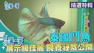 台灣第一等【珍稀寵物魚 展示級 & 比賽級鬥魚／台灣特有繁殖海馬 斑節海龍】 _精選特輯