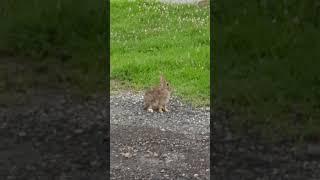 Can wild rabbits be scary? ‍