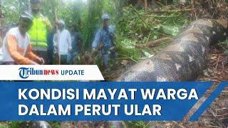 Kondisi Warga Jambi yang Ditemukan di Dalam Perut Ular Piton, Tewas dan Jasadnya Masih Utuh