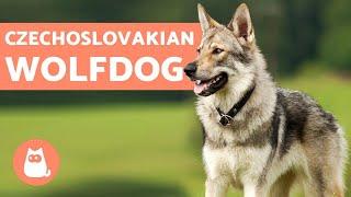 The Czechoslovakian Wolfdog - Everything You Need to Know