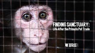 Finding Sanctuary: Life After the Primate Pet Trade | DOCUMENTARY