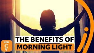 Why is morning light so important? | BBC Ideas