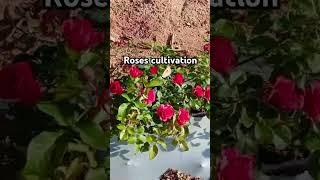 100 days Rose plant cultivation#satisfying #viralvideo#trending #shorts#share#like#yt#fyp#reels