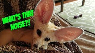 Curious Lucy the Fennec fox