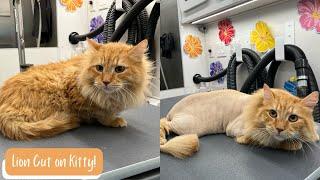 Jasper the cat gets a lion cut!