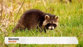 Raccoon (Procyon lotor)