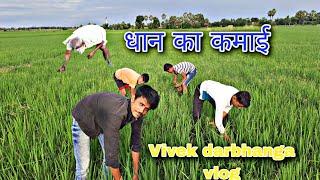 new vlogger||चलो आज धान का कमाई करते हें||@Vivek-darbhanga-vlog