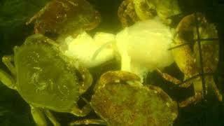 Crabbing underwater GoPro crab action pt1