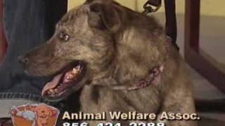 Homeless Tails - NJN Public Television