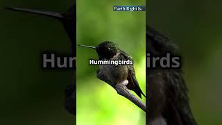 The Astonishing Heartbeat of Hummingbird  #amazing #facts#amaizingfacts