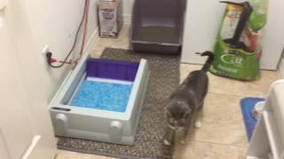 SS014 Review ScoopFree Automatic Litterbox