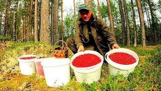 ГРИБНИК НЕ ОЖИДАЛ ЧТО ЕГО ЖДЕТ ВПЕРЕДИ! НАШЁЛ ГРИБЫ, МНОГО ЯГОД В ЛЕСУ! СКАЗОЧНАЯ КАРЕЛИЯ 2023