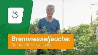 Brennnesseljauche selber machen: So einfach geht's