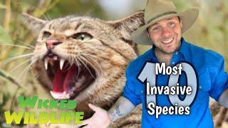 Australia’s 10 MOST invasive species :  No.4 The Feral Cat