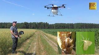 Drohne im Einsatz - Trichogramma gegen Maiszünslereier - biologische Bekämpfung - Landwirtschaft 4.0