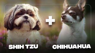 Shih Tzu Chihuahua Mix (ShiChi): Everything You Need To Know