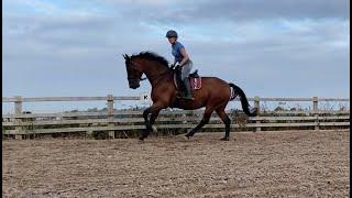 Young horse - the scales of training - how to start to develop a supple back in trot and canter