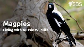 Magpies | Living with Aussie Wildlife | Learn English