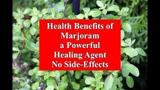 Health Benefits of Marjoram - a Powerful Healing Agent - No Side-Effects