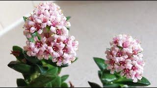 Crassula Springtime: easy, small, fragrant and colorful succulent plant for indoor cultivation in UK