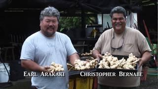 2 - The Ginger Project - Bernard Kratky's Seed Production