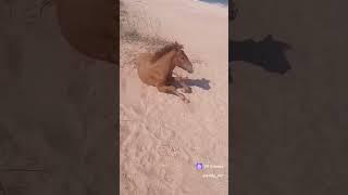 встреча с бесстрашным жеребцом #life #like #shorts #recommended #horse #лошадь #шортс