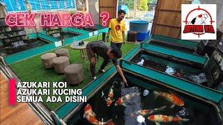 Harga Koi Import Di Sutera Koi | Dealer Koi Import Di Tangerang Selatan