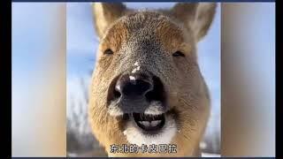 東北狍子究竟有多傻？How stupid is the Northeast Roe Deer?#香港#台灣#美國#日本#animals#funny#中国