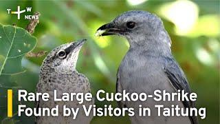 Rare Large Cuckoo-Shrike Found by Visitors in Taitung | TaiwanPlus News