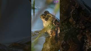 Frogs Can Freeze During Winter #animalshorts #animal #frogs