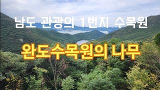 난대림 나무 3/4편 - 10월 완도수목원의 나무 16종류 해설