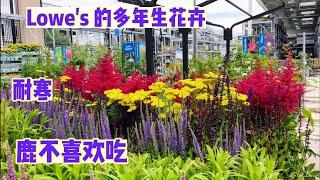 几个耐寒的多年生花卉，不怕鹿。【莎拉养花】