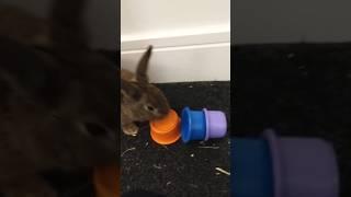 Pom Pom Loved Stacking Cups and the Sock Game #bunny ##rabbit #freeroamrabbit #shorts #shortsvideo