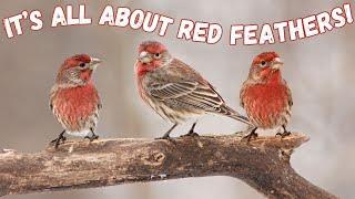House Finch... It's all about red feathers!